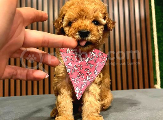 Çok Özel Toy Poodle Yavrularimiz