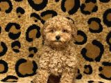 TEACUP 2 KG GARANTİSİ ALTINDA KIRMIZI RED TOOY POODLE