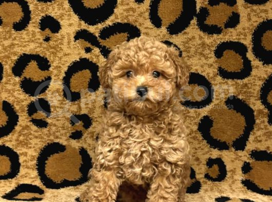 Teacup 2 Kg Garanti̇si̇ Altinda Kirmizi Red Tooy Poodle