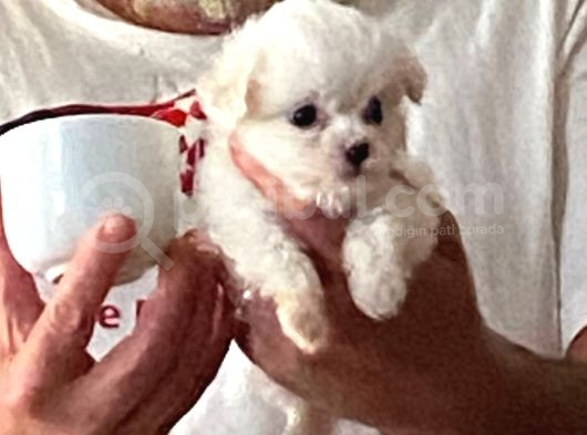 Teacup Maltese Terrier Bebekler görsel