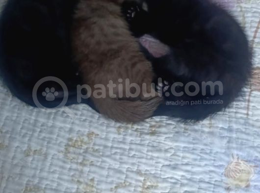 Süt Kahve Sevi̇mli̇ Güzel Kizimiz görsel