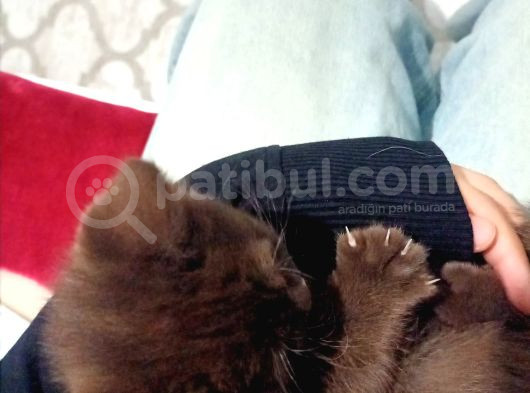 Süt Kahve Sevi̇mli̇ Güzel Kizimiz görsel