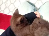 Süt Kahve Sevi̇mli̇ Güzel Kizimiz
