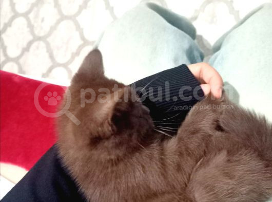 Süt Kahve Sevi̇mli̇ Güzel Kizimiz görsel