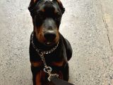 5 Aylık Estetikli ve Full aşılı Dişi doberman