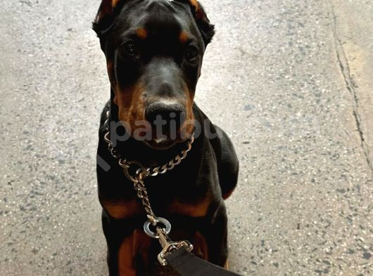 5 Aylık Estetikli Ve Full Aşılı Dişi Doberman