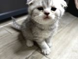 Scotish Fold Erkek Safkan Yavru