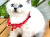 Biblo Surat Bluepoint Erkek British Bebemiz
