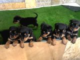 Erkek ve Dişi Rottweiler Yavrularımız