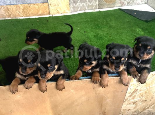 Erkek Ve Dişi Rottweiler Yavrularımız