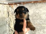 Erkek Ve Dişi Rottweiler Yavrularımız