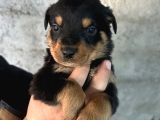 Erkek Ve Dişi Rottweiler Yavrularımız