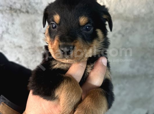 Erkek Ve Dişi Rottweiler Yavrularımız görsel