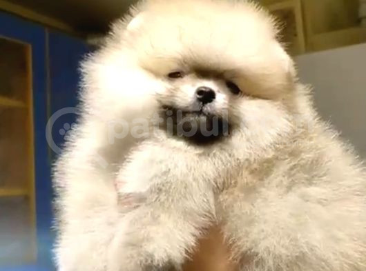Ayı Suratlı Pomerri̇an Boo Yavrumuz görsel