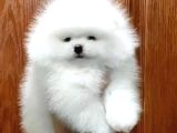 Ayı suratlı POMERRİAN BOO YAVRUMUZ