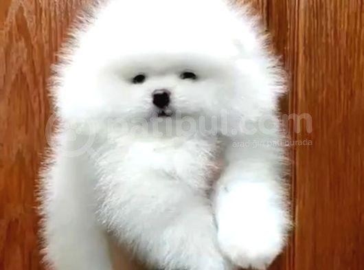 Ayı Suratlı Pomerri̇an Boo Yavrumuz
