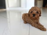 Oyuncak Gi̇bi̇ Poodle Bebekler