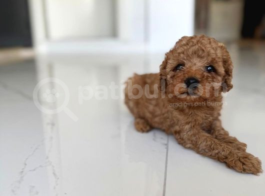 Oyuncak Gi̇bi̇ Poodle Bebekler görsel
