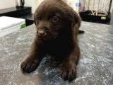 chocolate Labrador Male Pupy