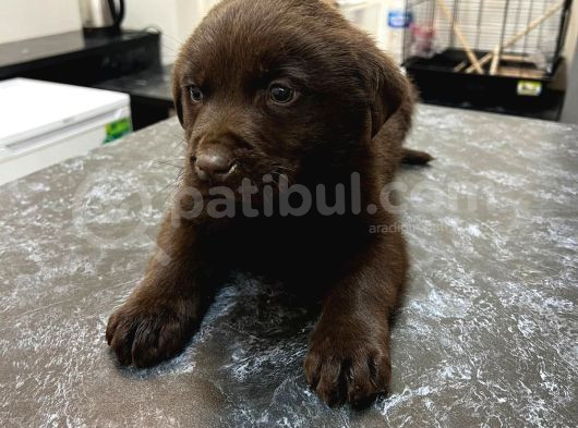Chocolate Labrador Male Pupy