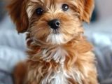 Kahve Tonlu Mini Boy Puppy Sevimli Yavrular Malti̇po Ci̇nsi̇