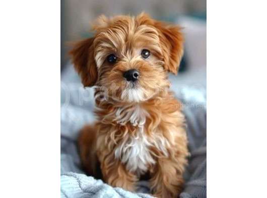 Kahve Tonlu Mini Boy Puppy Sevimli Yavrular Malti̇po Ci̇nsi̇ görsel