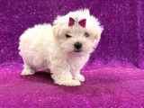 Maltesse Terrier Cinsi Mini Boy Puppy Kar Beyaz