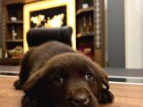 Chocolate Labrador Male Pupy