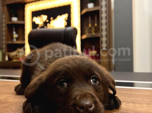 Chocolate Labrador Male Pupy görsel