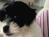 Siyah Beyaz Erkek Maltipoo