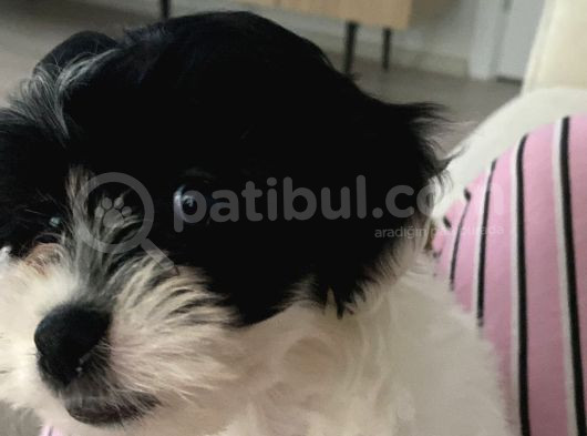 Siyah Beyaz Erkek Maltipoo görsel