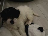 Siyah beyaz erkek maltipoo