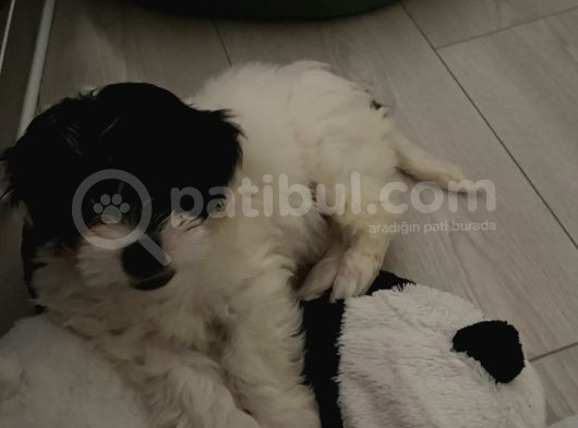 Siyah Beyaz Erkek Maltipoo