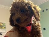 29Ağustos Doğumlu Mi̇nyatür Poodle