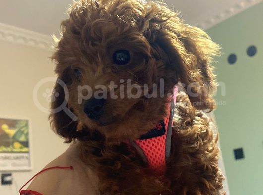 29Ağustos Doğumlu Mi̇nyatür Poodle görsel
