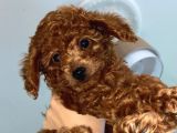 29Ağustos Doğumlu Mi̇nyatür Poodle