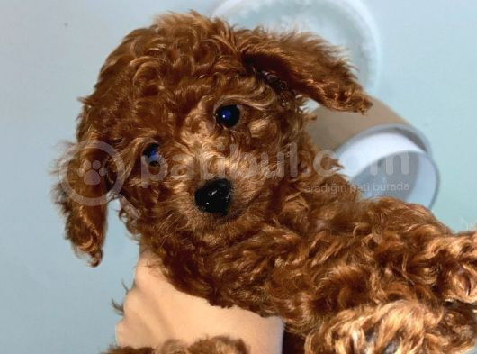 29Ağustos Doğumlu Mi̇nyatür Poodle görsel