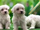 MALTESE TERRİER YAVRU