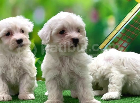 Maltese Terri̇er Yavru