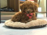 29AĞUSTOS DOĞUMLU MİNYATÜR POODLE