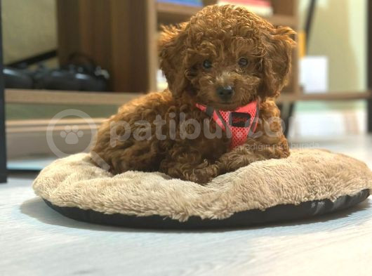 29Ağustos Doğumlu Mi̇nyatür Poodle