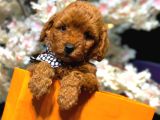 KİLO GARANTİLİ POODLE YAVRULAR