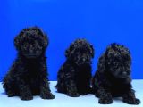 SİYAH POODLE YAVRU