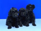 Si̇yah Poodle Yavru