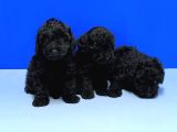 Si̇yah Poodle Yavru
