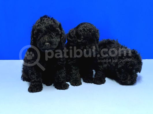 Si̇yah Poodle Yavru görsel
