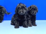 Si̇yah Poodle Yavru