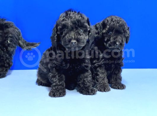 Si̇yah Poodle Yavru görsel