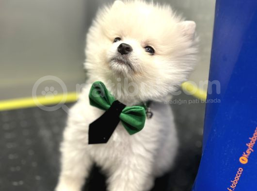 Pomerani̇an Boo Irk Garanti̇li̇ Yavrular görsel