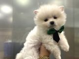 POMERANİAN BOO IRK GARANTİLİ YAVRULAR